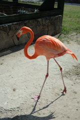 Phoenicopterus ruber