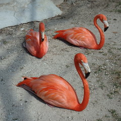 Phoenicopterus ruber