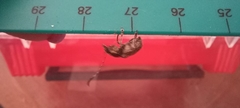 Phloeobius