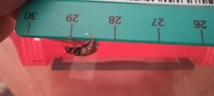 Phloeobius