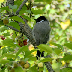 Pycnonotus leucotis