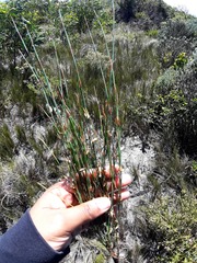 Elegia microcarpa