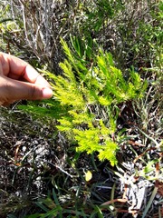 Coleonema pulchellum