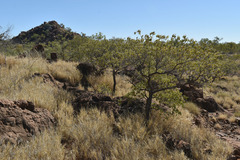 Terminalia aridicola