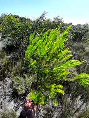 Coleonema pulchellum