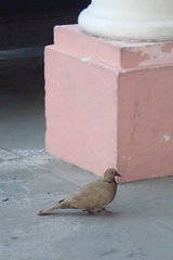 Streptopelia decaocto