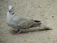 Streptopelia decaocto