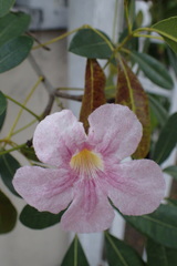 Tabebuia bahamensis
