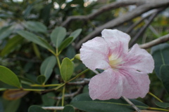 Tabebuia bahamensis