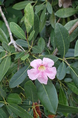 Tabebuia bahamensis