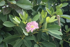 Tabebuia bahamensis