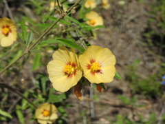 Gaya parviflora