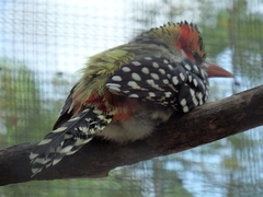 Trachyphonus erythrocephalus