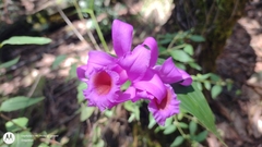Sobralia macrantha