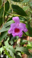 Sobralia macrantha