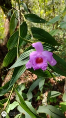 Sobralia macrantha