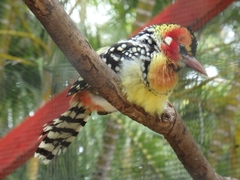 Trachyphonus erythrocephalus