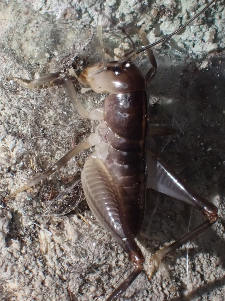 Leponosandrus