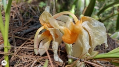Stanhopea saccata