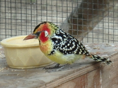 Trachyphonus erythrocephalus