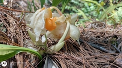Stanhopea saccata