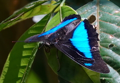 Archaeoprepona demophon