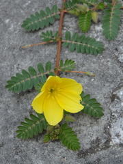 Tribulus cistoides