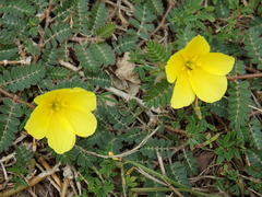 Tribulus cistoides
