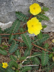 Tribulus cistoides