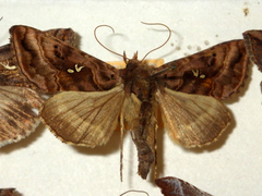 Autographa pulchrina