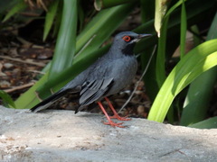 Turdus plumbeus