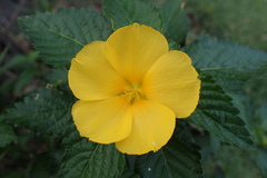 Turnera ulmifolia