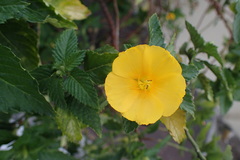 Turnera ulmifolia