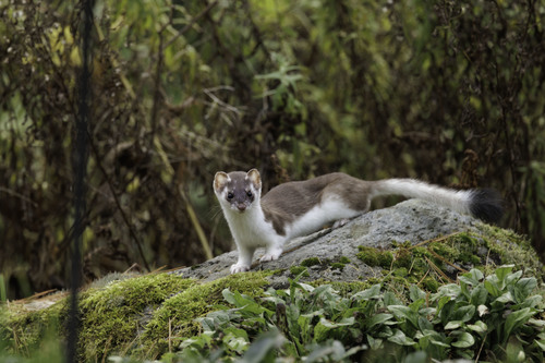 Long-tailed Weasel, photo 9 of 9