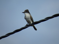 Tyrannus caudifasciatus