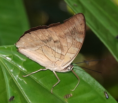Archaeoprepona demophon