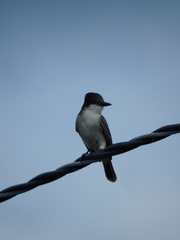 Tyrannus caudifasciatus