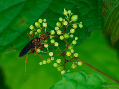 Priocnessus nuperus