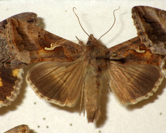 Autographa gamma