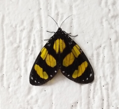 Notophyson heliconides