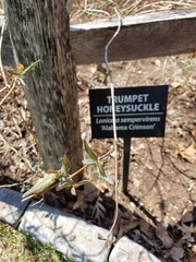 Lonicera sempervirens sempervirens