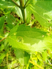 Chromolaena laevigata