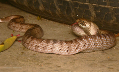 Oligodon fasciolatus