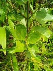 Chromolaena laevigata