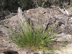 Melica imperfecta