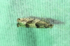 Pseudexentera spoliana