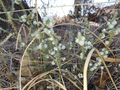 Schizomyia scheppigi