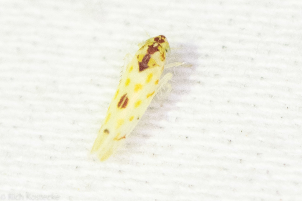 Eratoneura externa