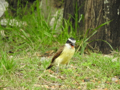 Pitangus sulphuratus