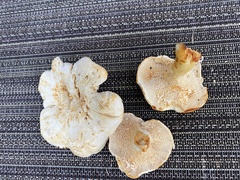 Hydnum alboaurantiacum